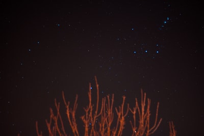 布朗光秃秃的树在晚上蓝色恒星
